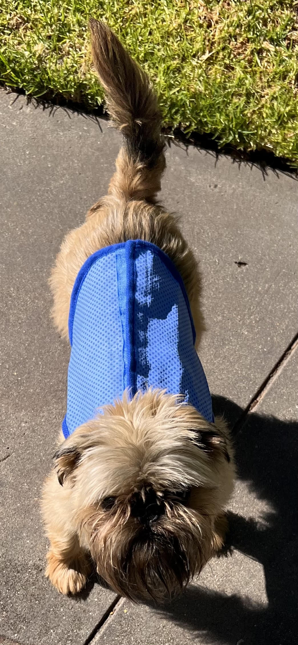 Dog Cooling Vest for Summer | Little Howlers